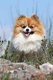 SPITZ ALLEMAND 285